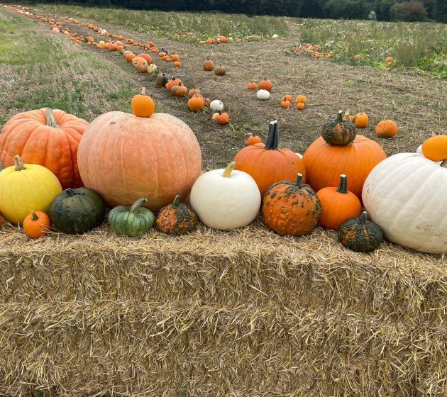 Pumpkin Patch Ipswich